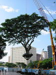 Preserving Trees at City Campus